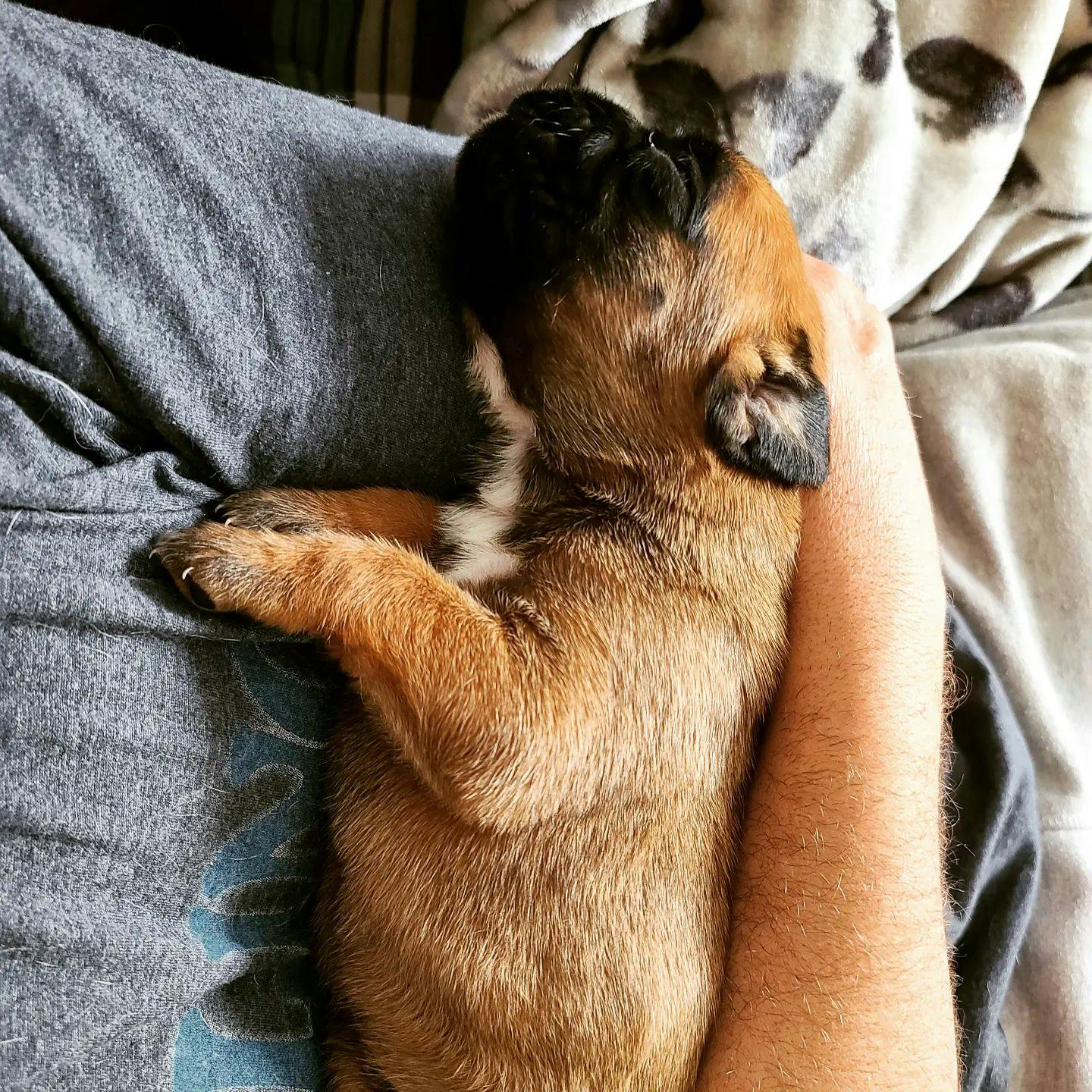Baby puppy German Boxer asleep
