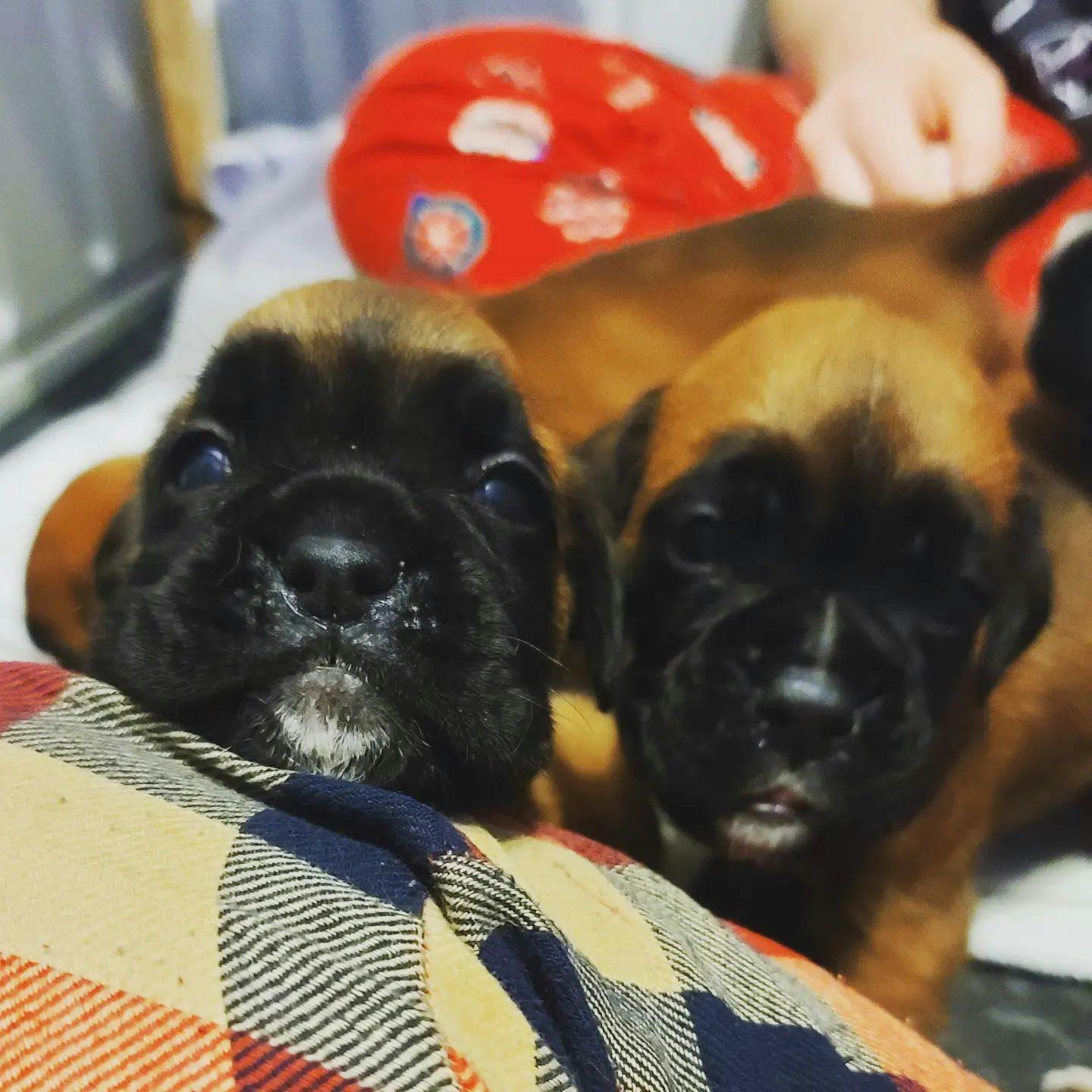Two baby German Boxer puppies