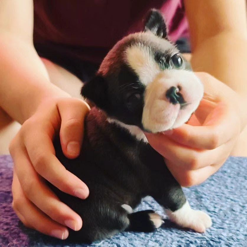 Baby puppy Boston Terrier